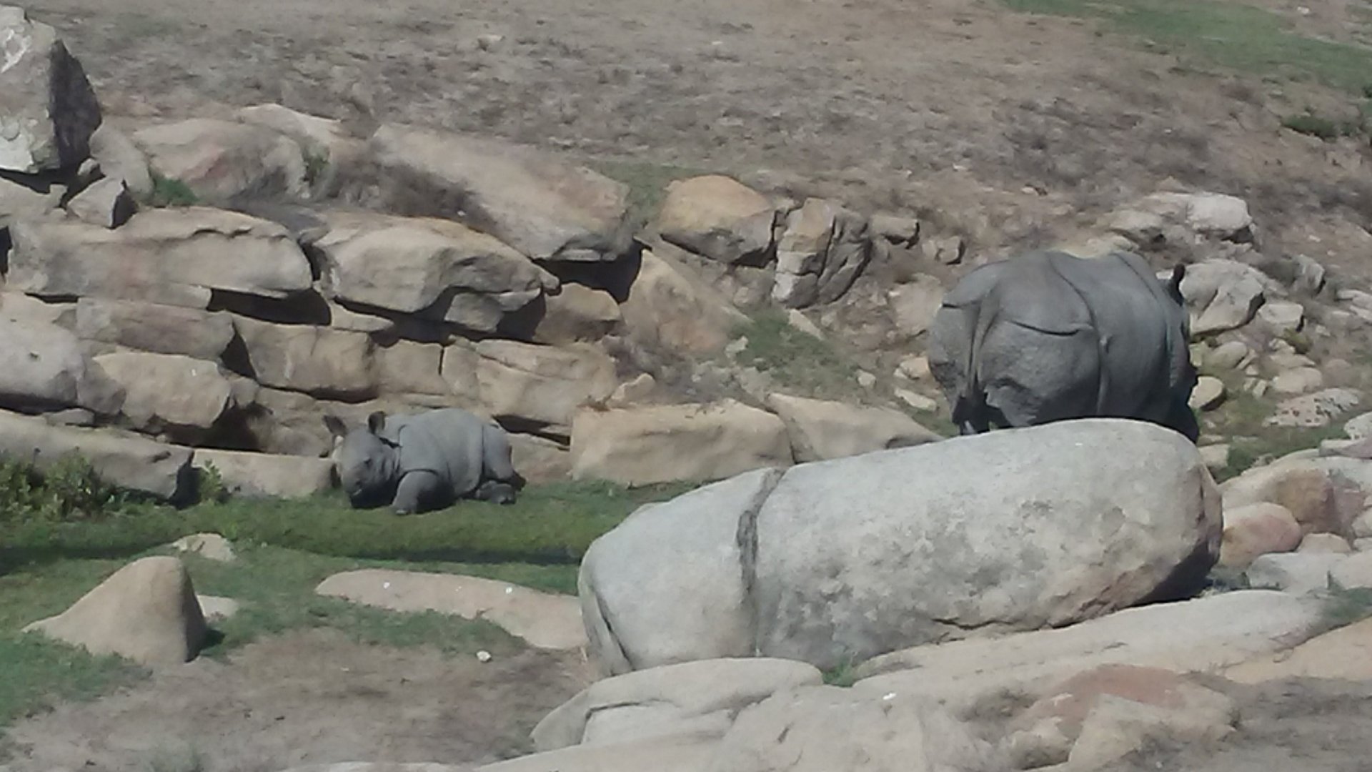 2-month-old Indian rhinoceros calf