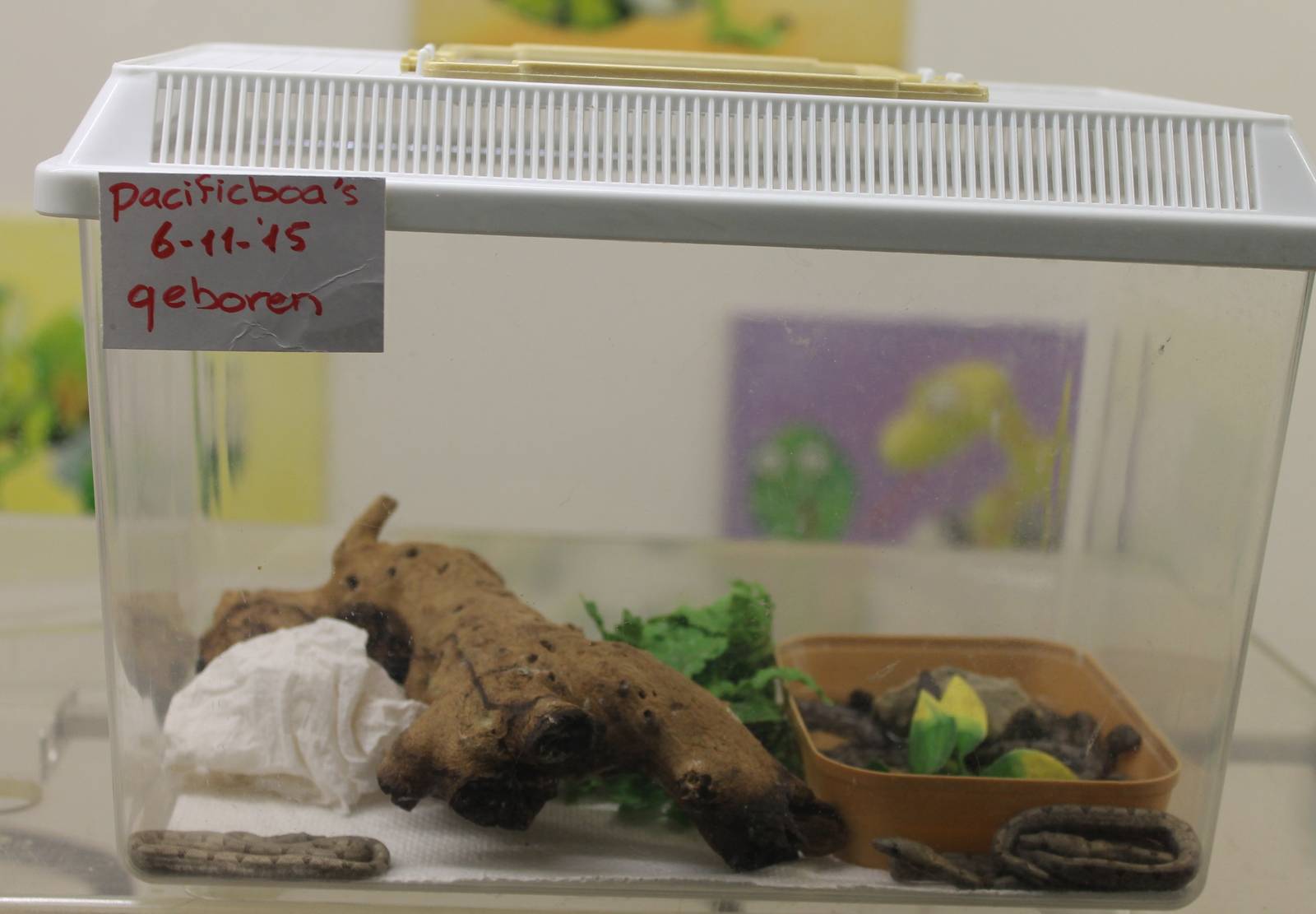 2 month old Pacific ( Paulson's ) boas