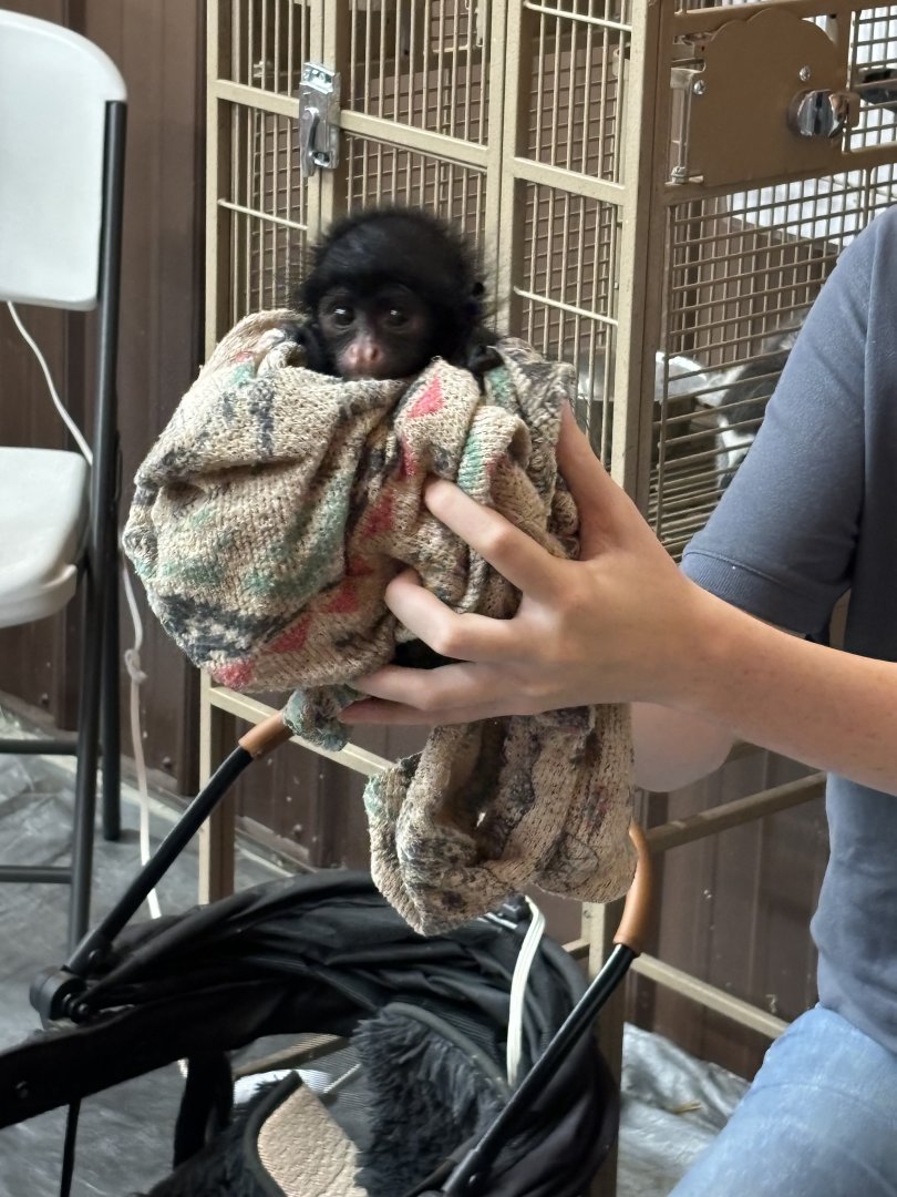 2 Month Old Spider Monkey