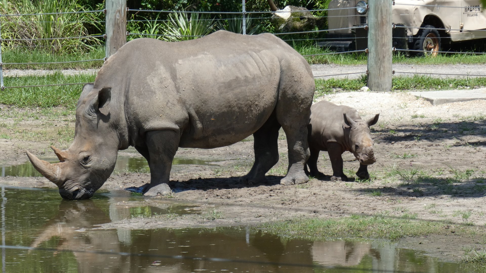 2 Month Old White Rhino Calf And Mother, Safari Africa & The Ituri Forest - Aug. 2021