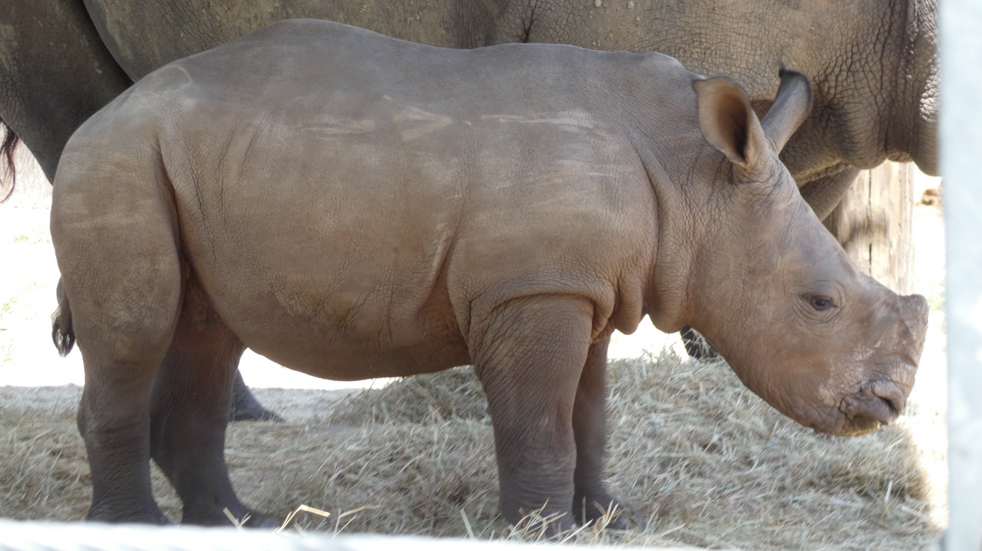 2 Month Old White Rhino Calf, Safari Africa & The Ituri Forest - Aug. 2021