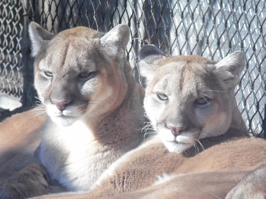 2 Mountain Lions