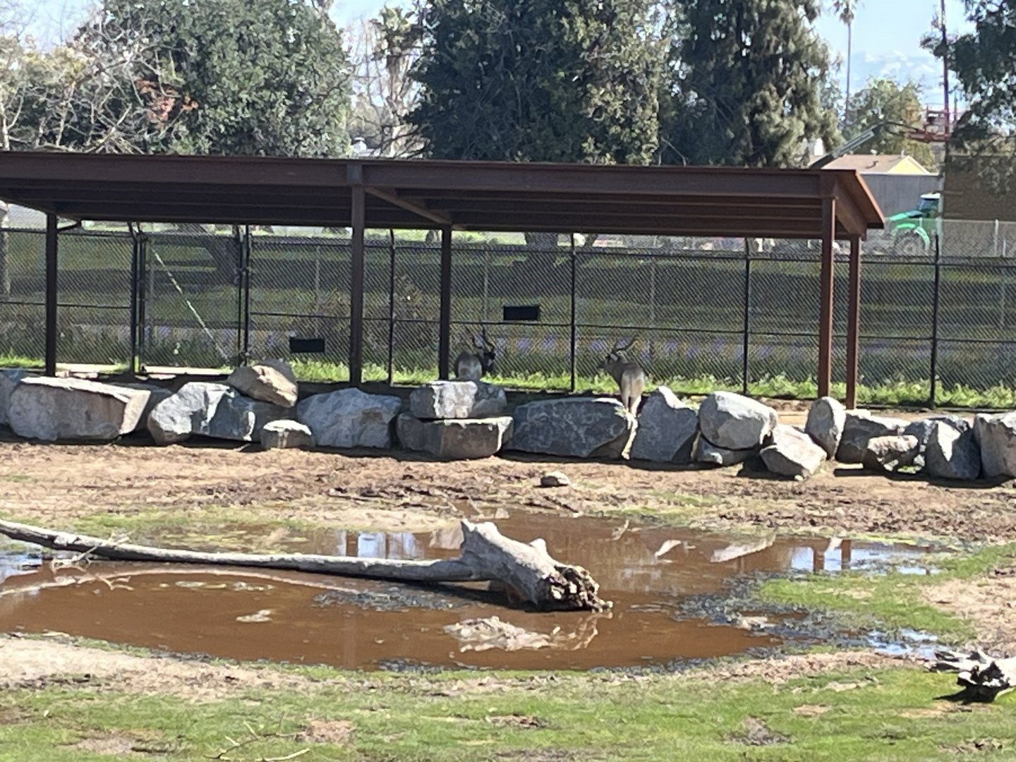 2 new female Addaxes