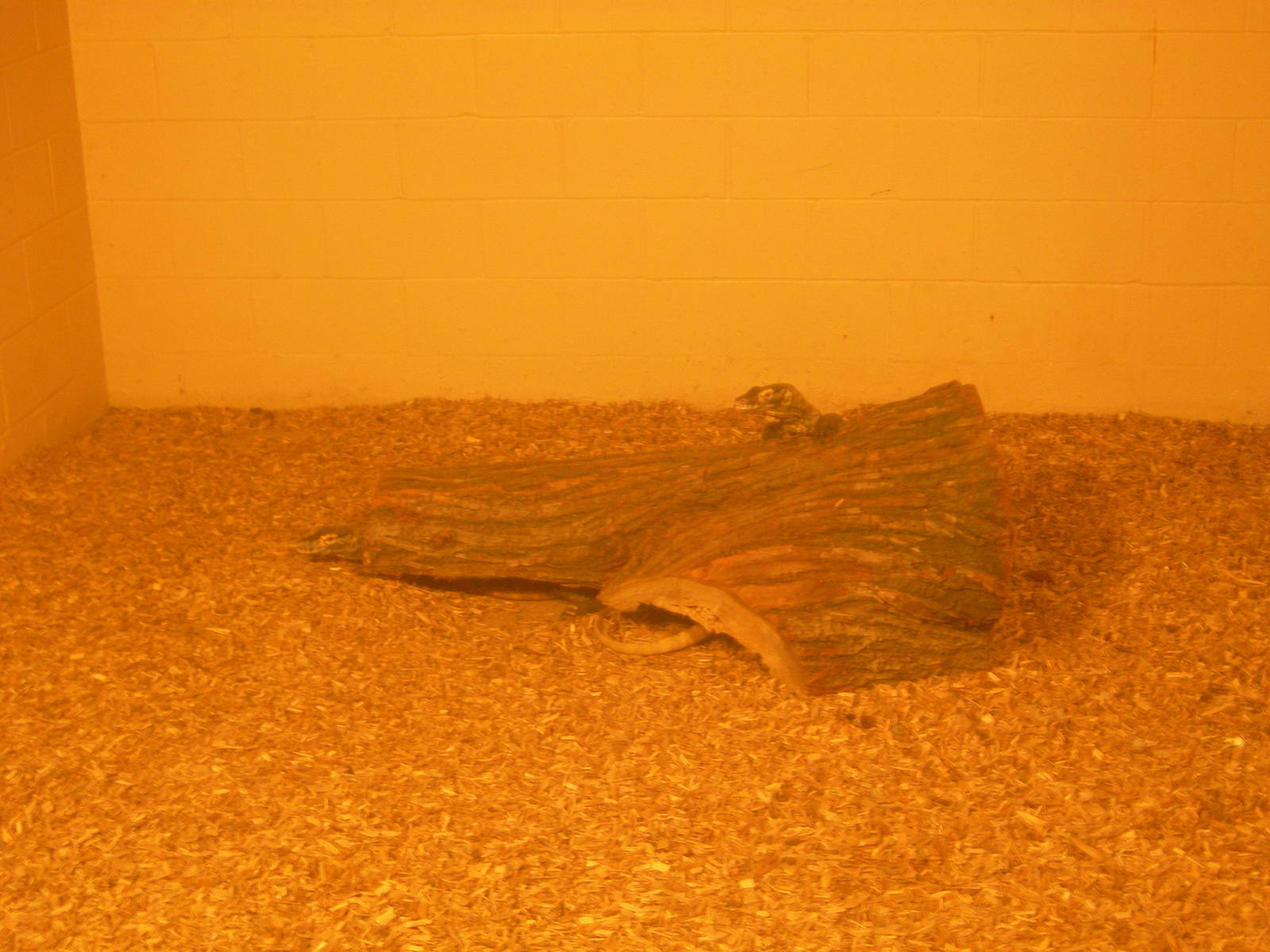 2 new Komodo Dragons