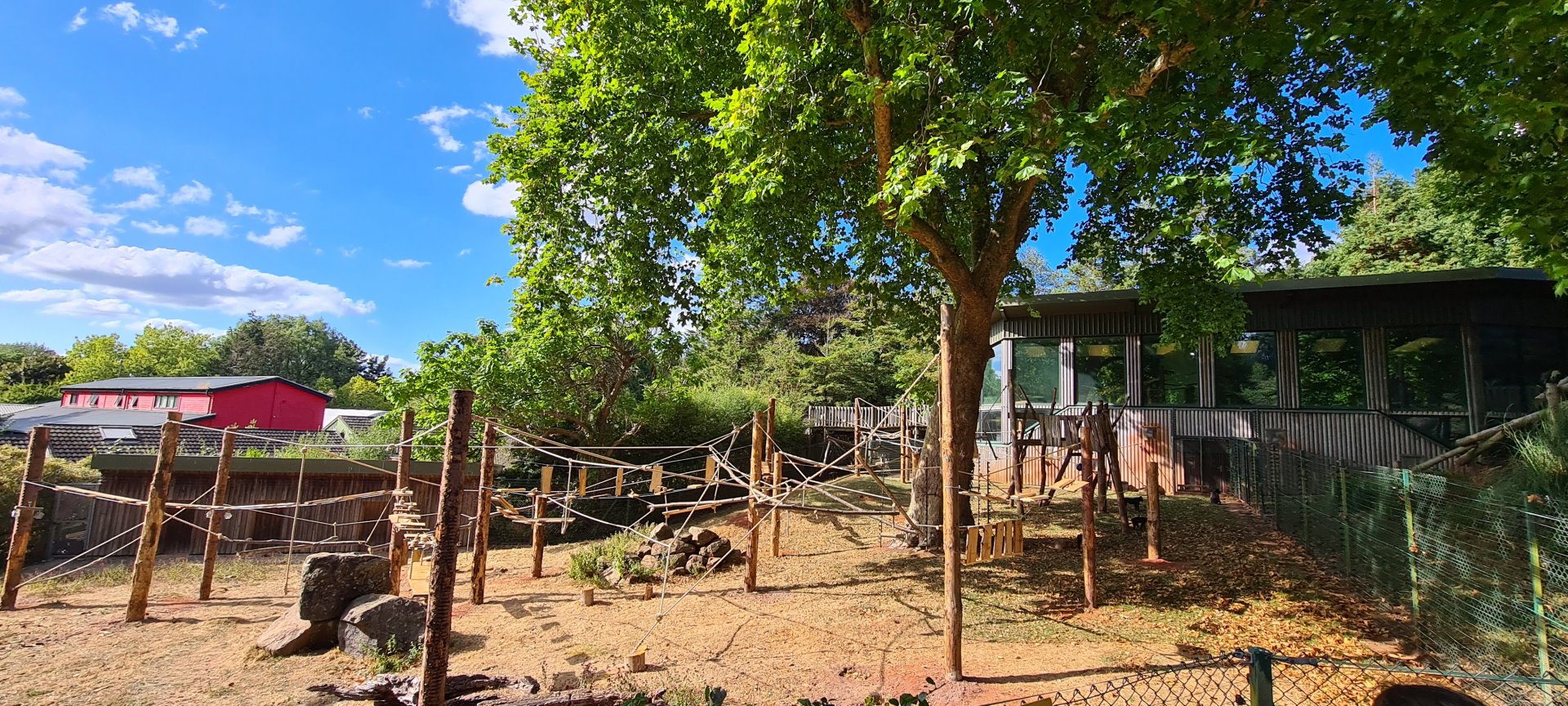 #2 New Sulawesi macaque exhibit upgrade