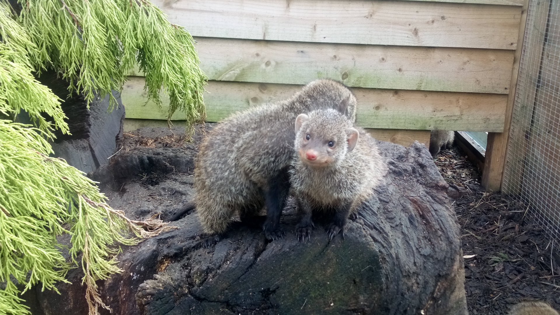 2 of 4 Banded Mongoose born this year