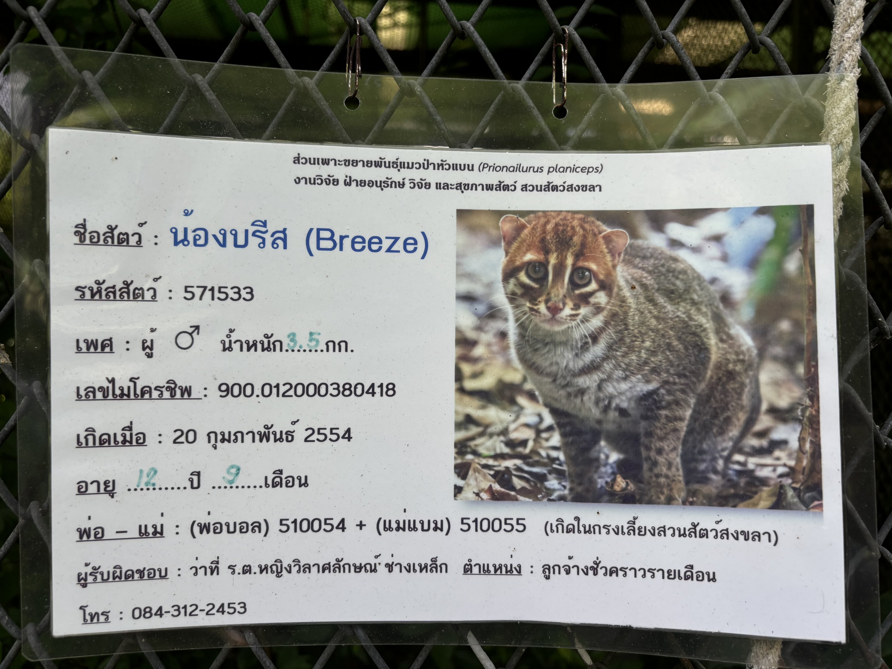 2 of 4 Flat-headed Cats