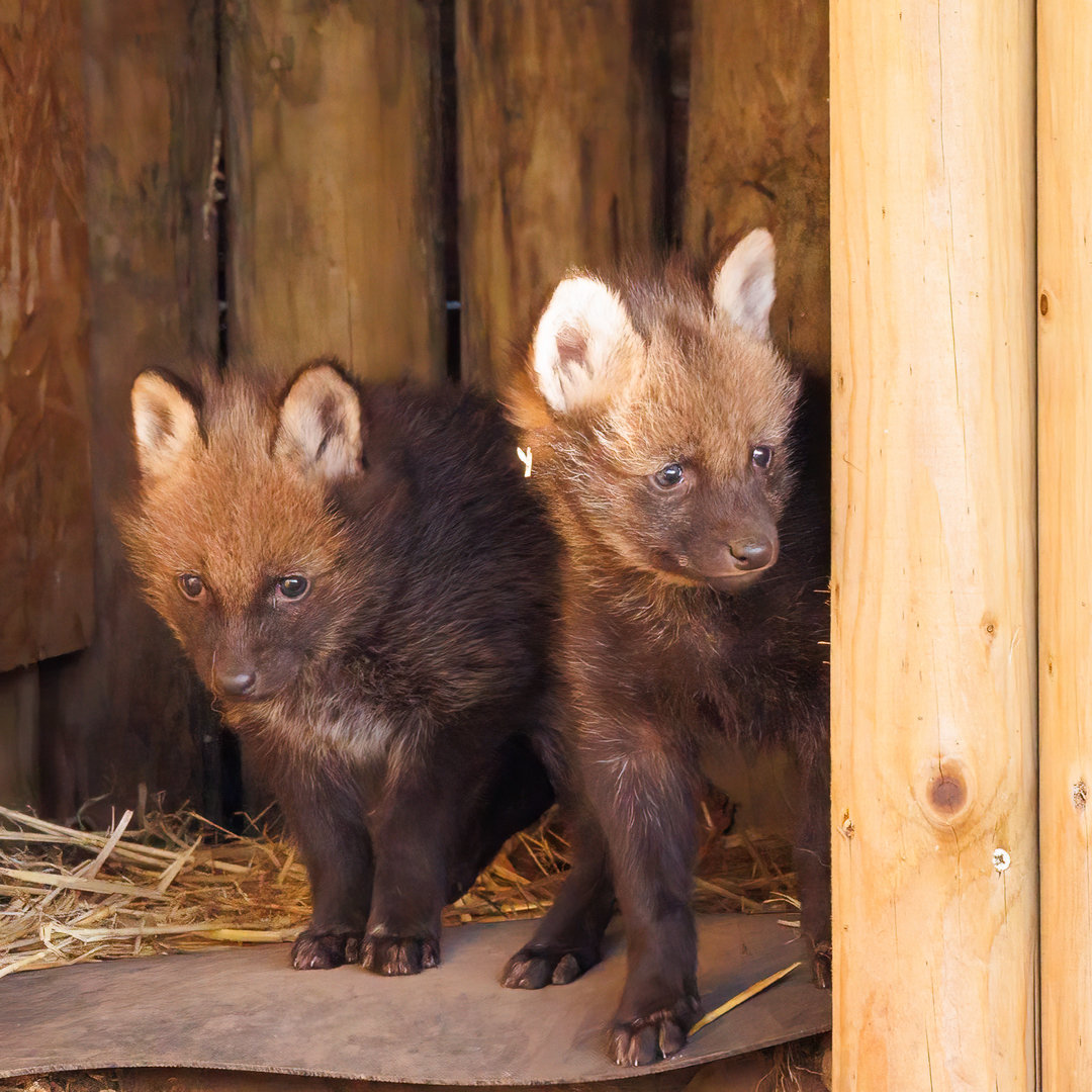 2 of 5 Maned Wolf cubs