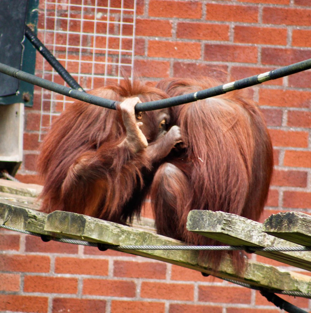 2 Orangutan July 2021