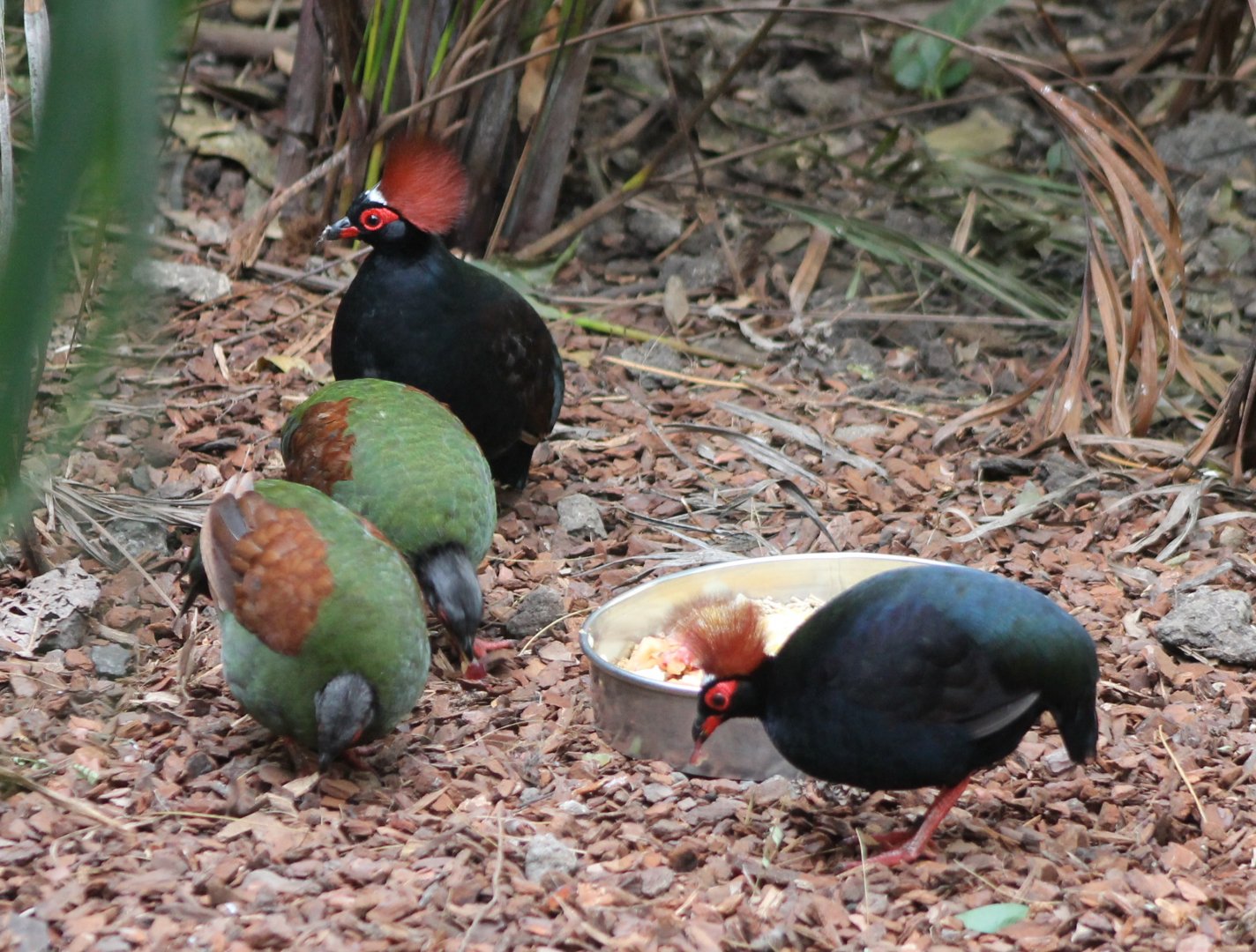 2 pairs of Red-crested wood-partridges