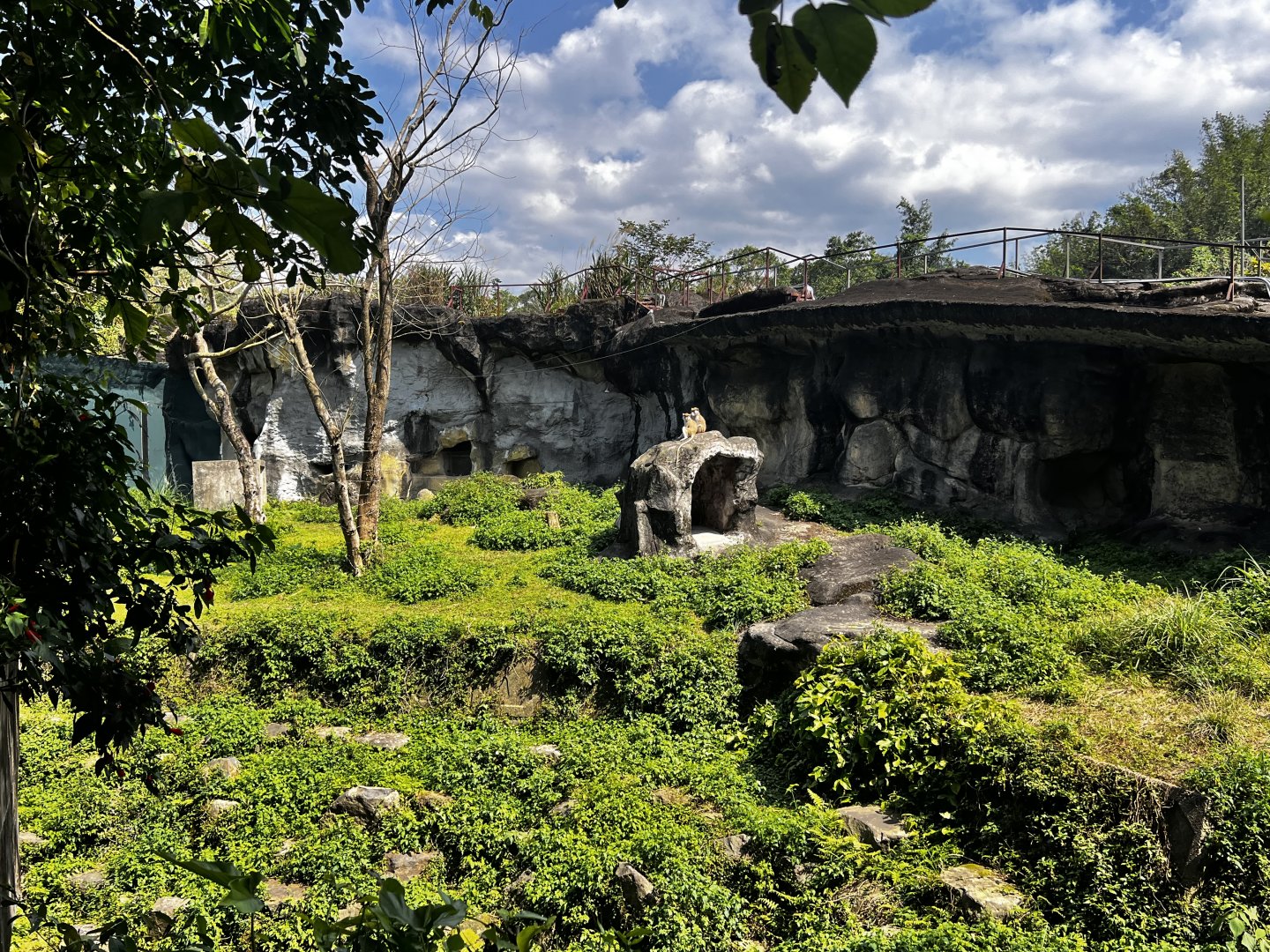 #2 Patas Monkey Exhibit