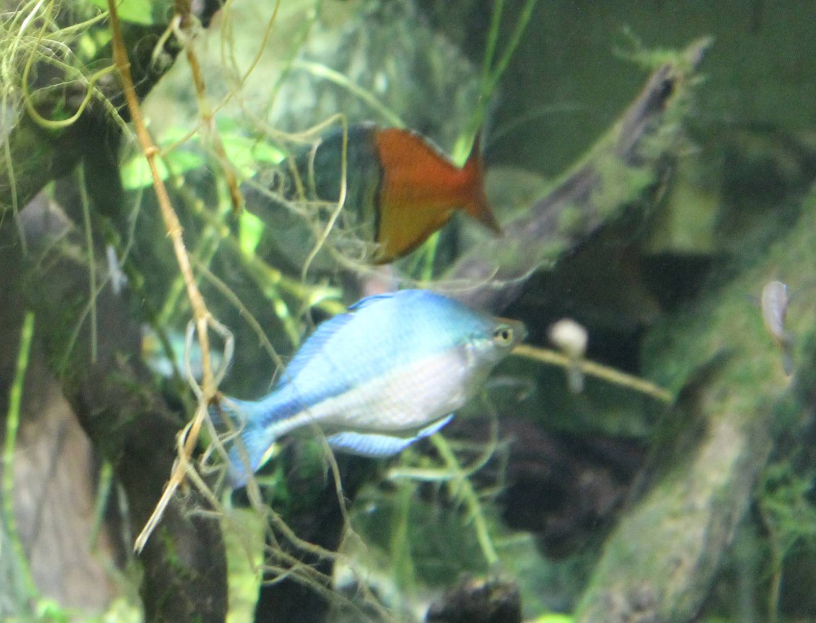 2 Rainbow fish species