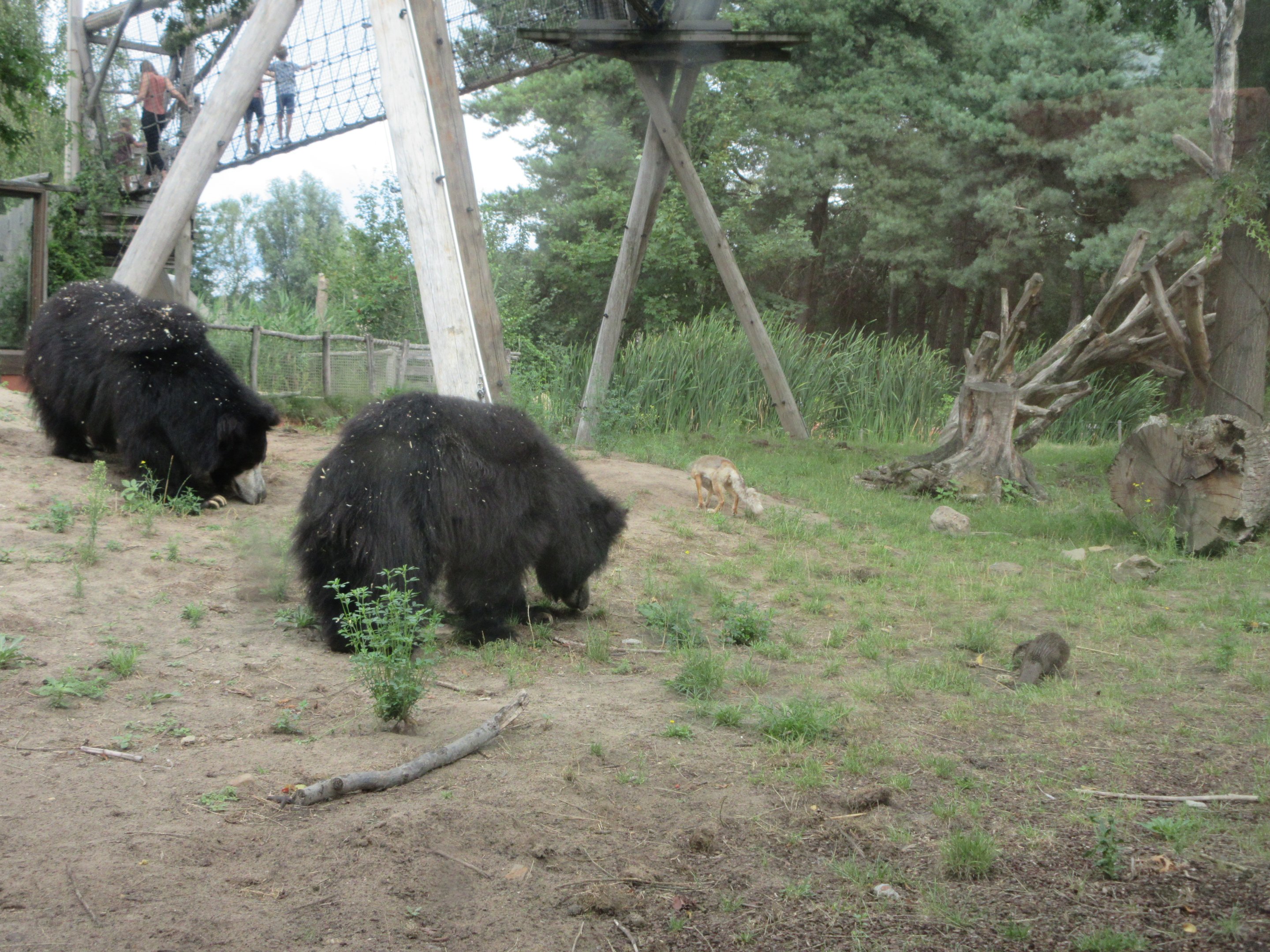 2 Sloth Bears, 1 Corsac Fox and 1 Small-clawed Otter