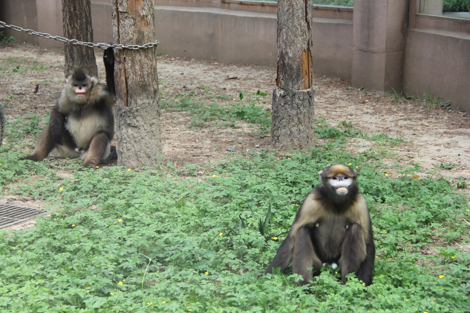 2 snub-nosed monkey species together