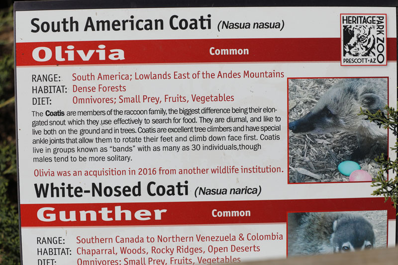 2 species of coati together