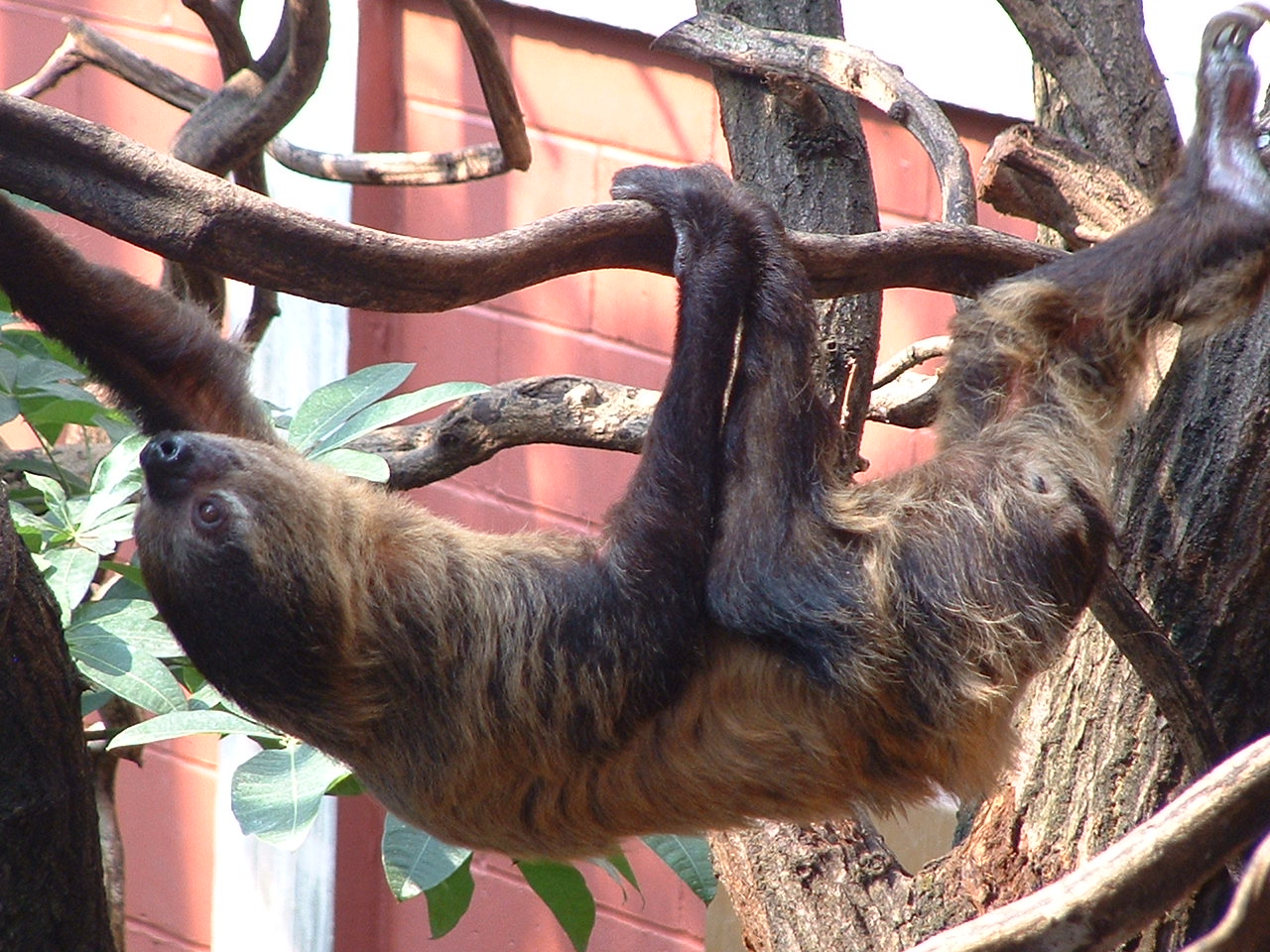 2 toed Sloth - Clore, London 2007