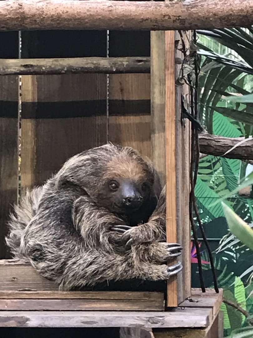 2 toed sloth “Mo”