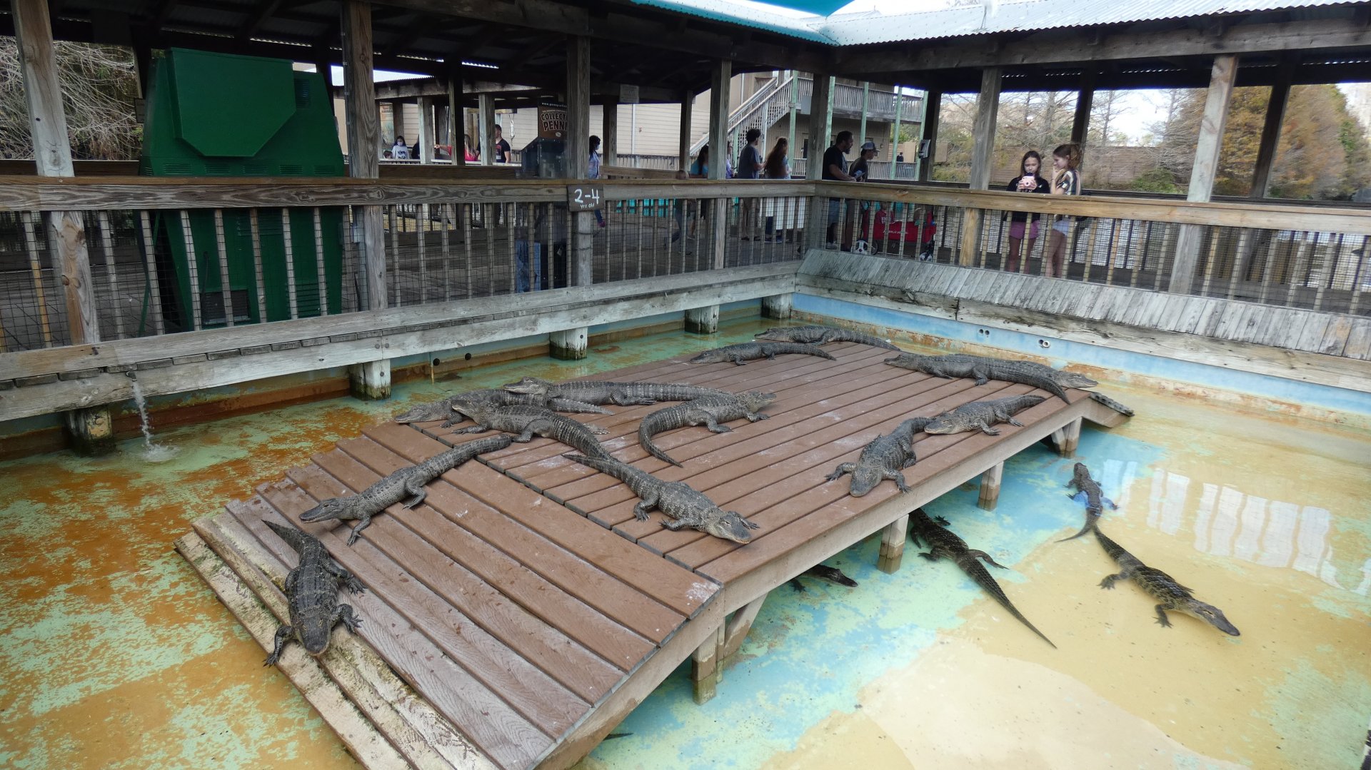 2 year old American Alligator Exhibit 1 - Jan. 2022