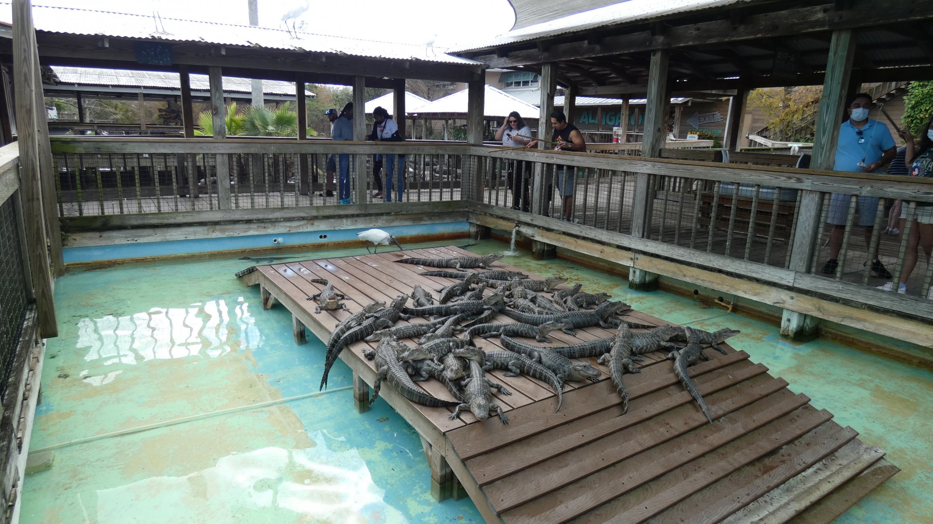 2 year old American Alligator Exhibit 2 - Jan. 2022