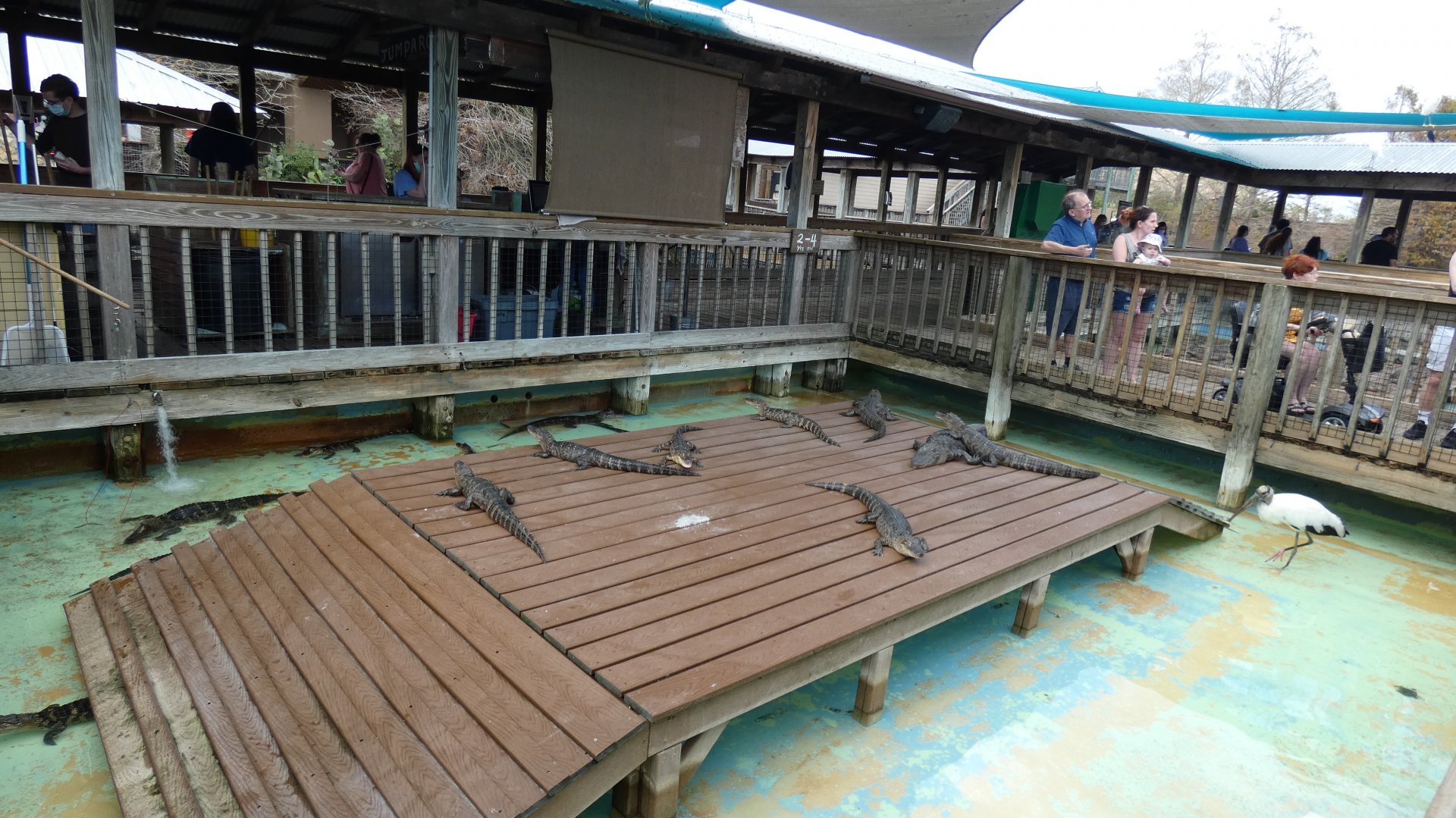2 year old American Alligator Exhibit 3 - Jan. 2022