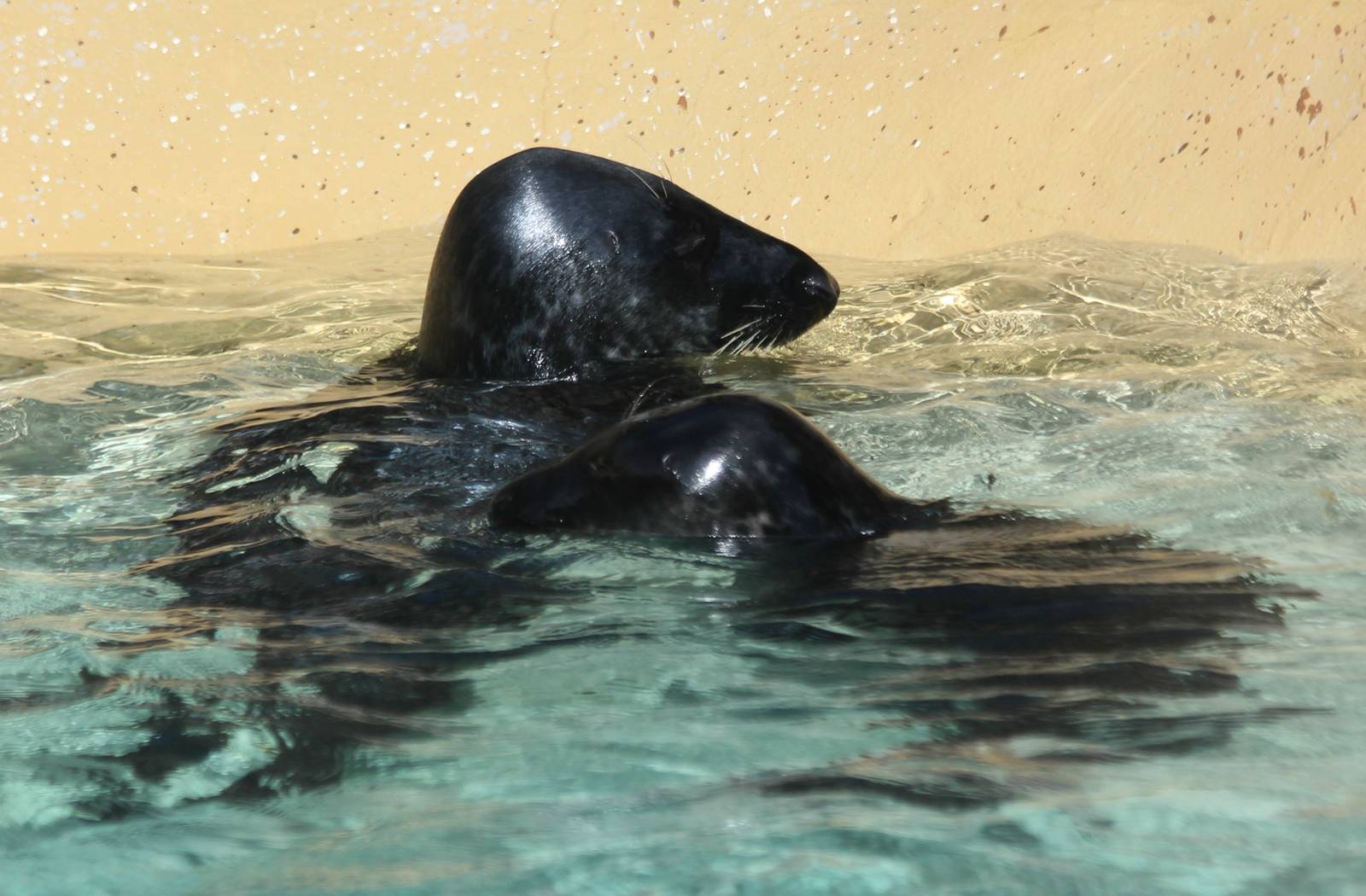2-year-old Charles and 3-month-old Ziggy