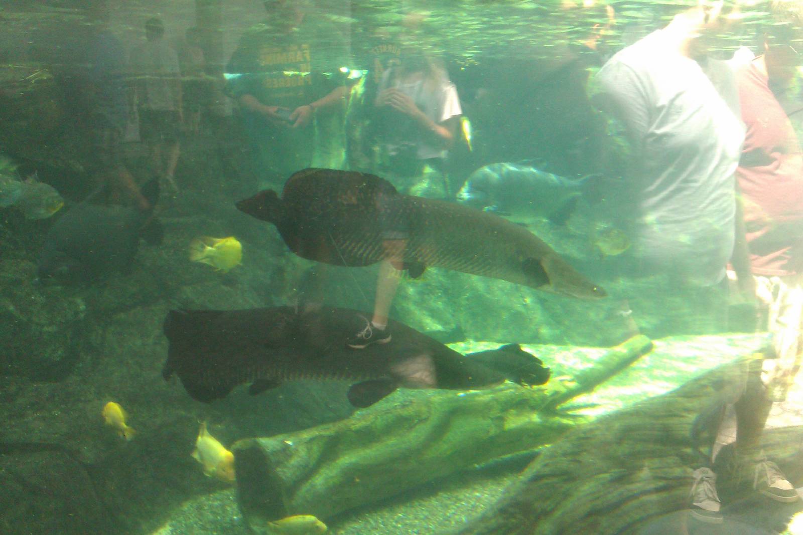 2 young Arapaima fish