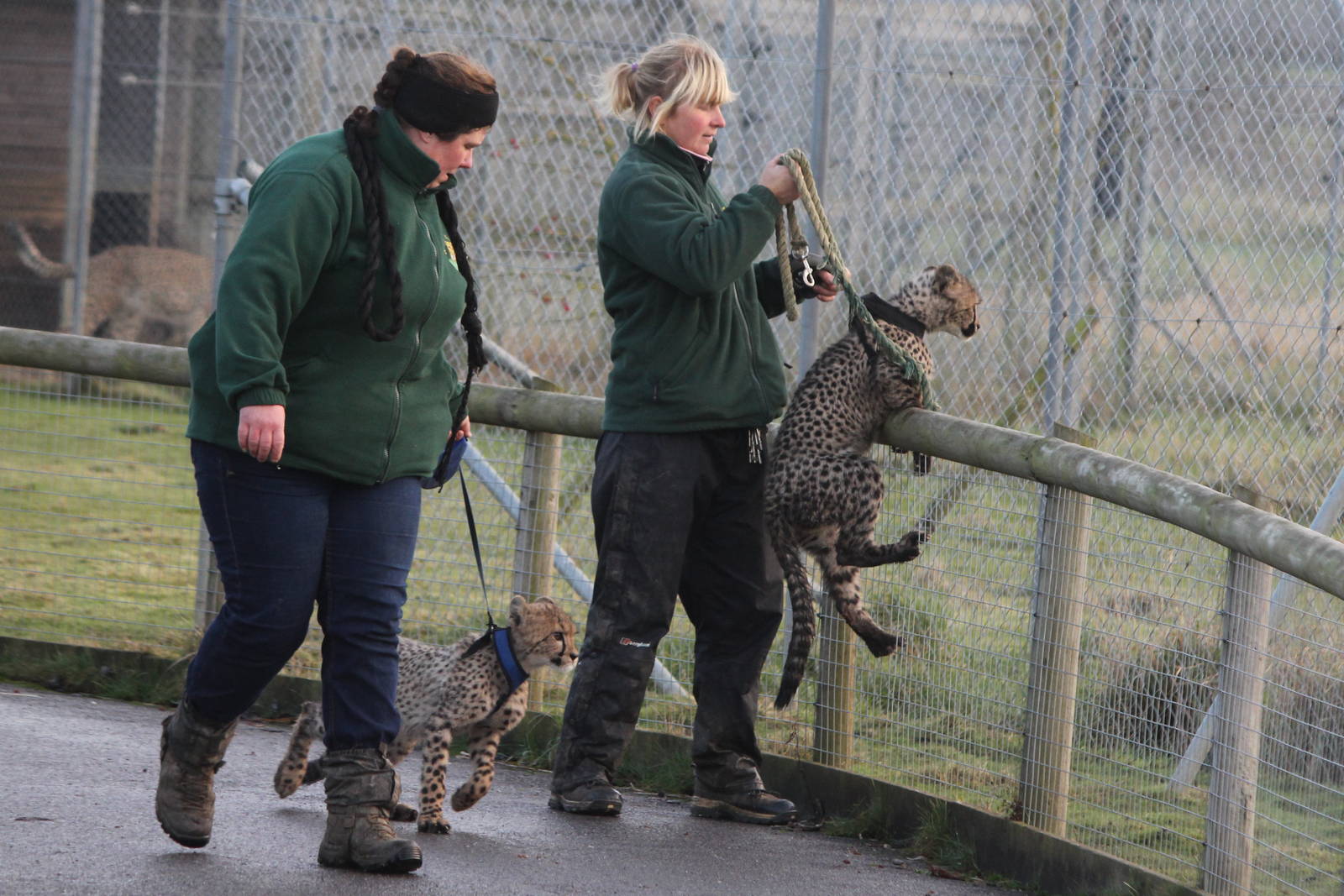 2 young Cheetah cubs 31-12-14