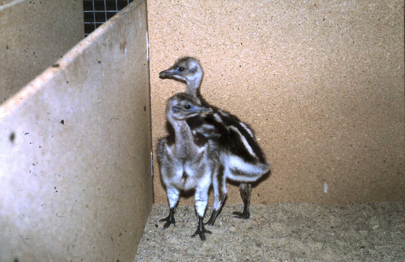 2 young Darwin rheas