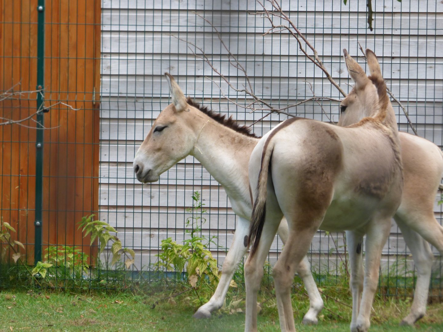 2 young male Onagers