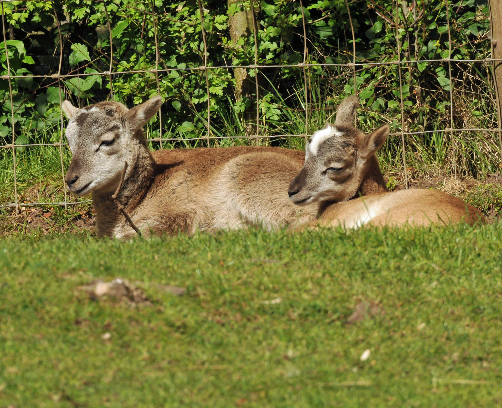 2 YOUNG MOUFLON SHEEP