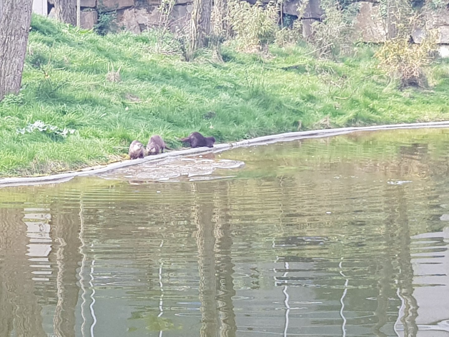 20/03/2024 Asian small claw otters