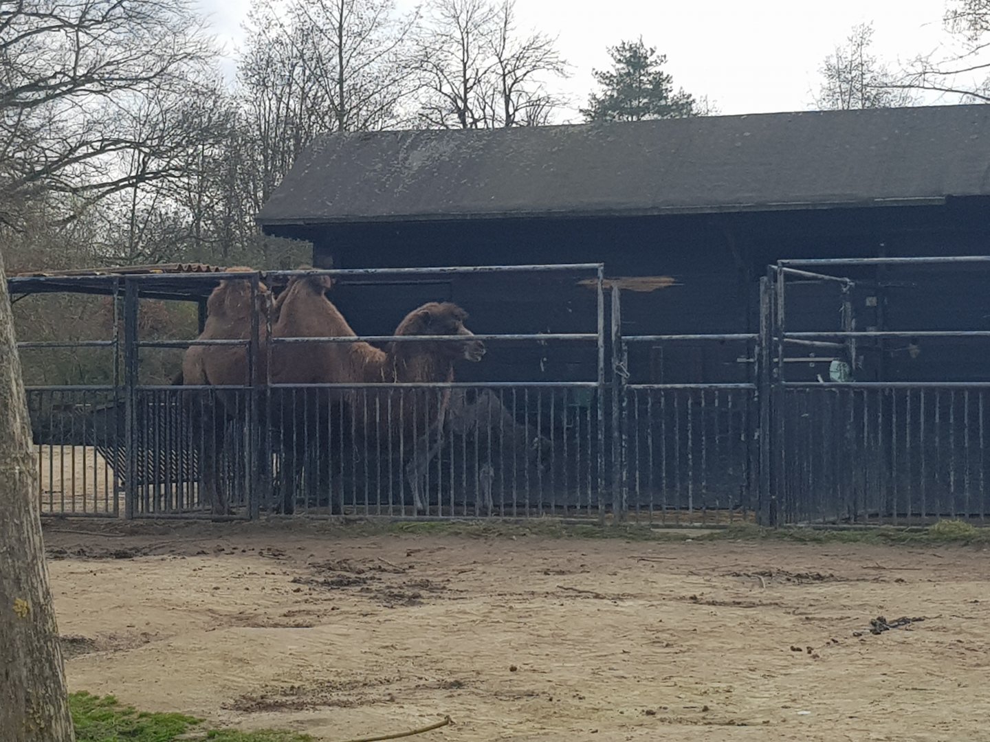 20/03/2024 Bactrian camel with calf