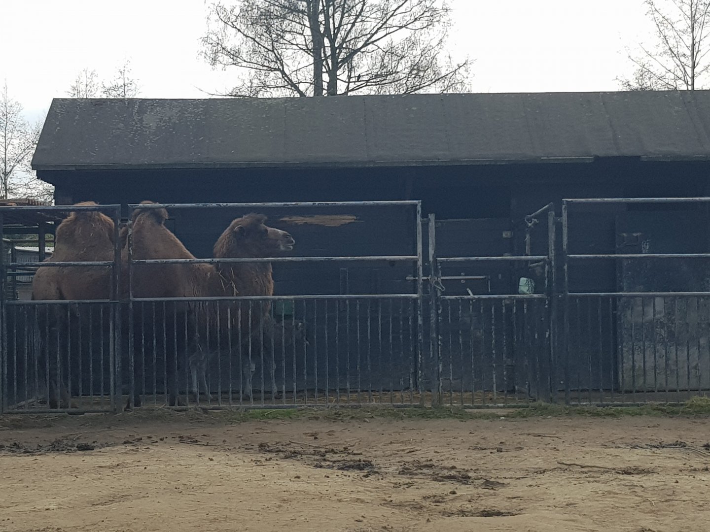 20/03/2024 Bactrian camel with calf
