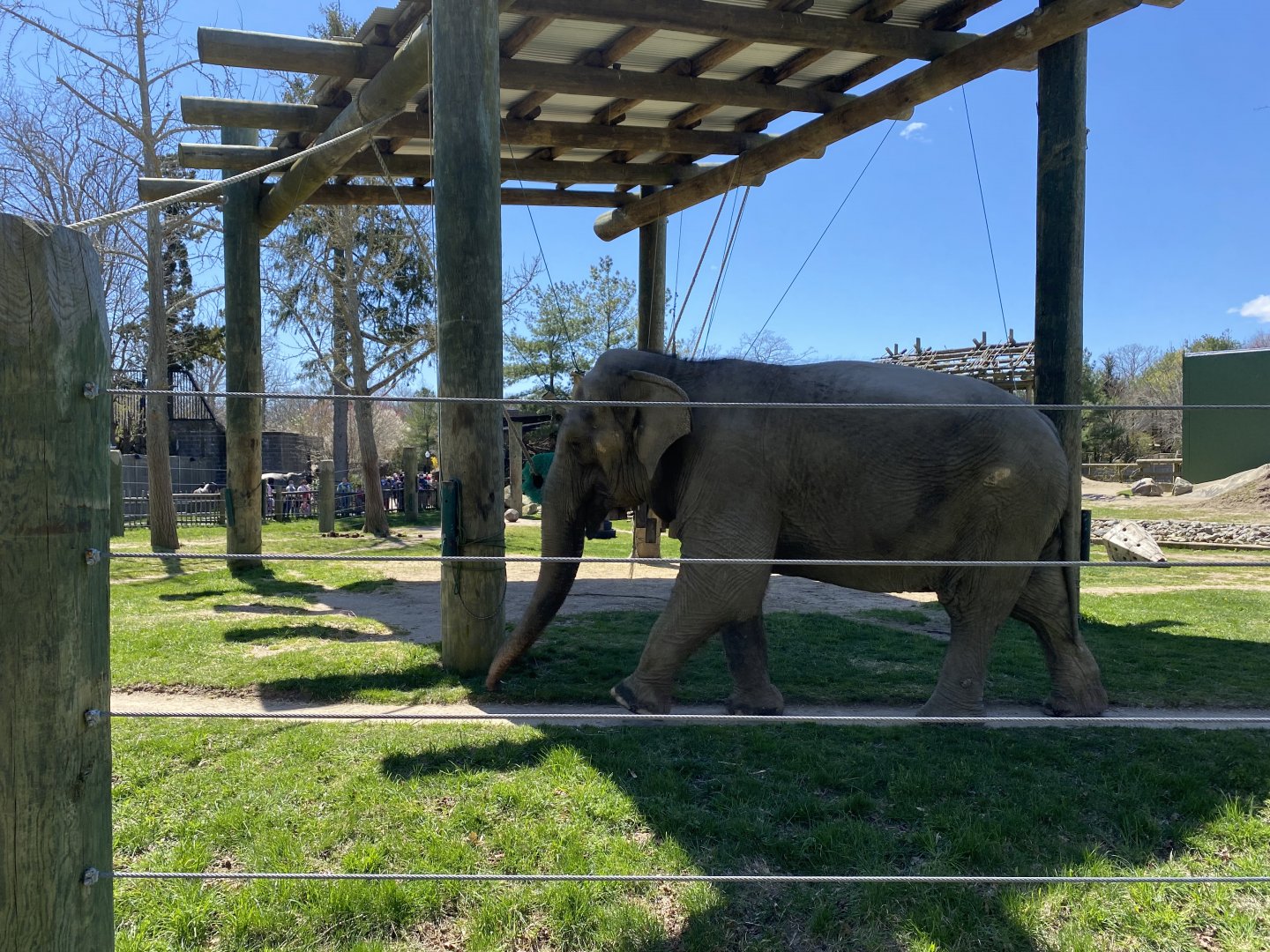 20/4/22 Asian elephant