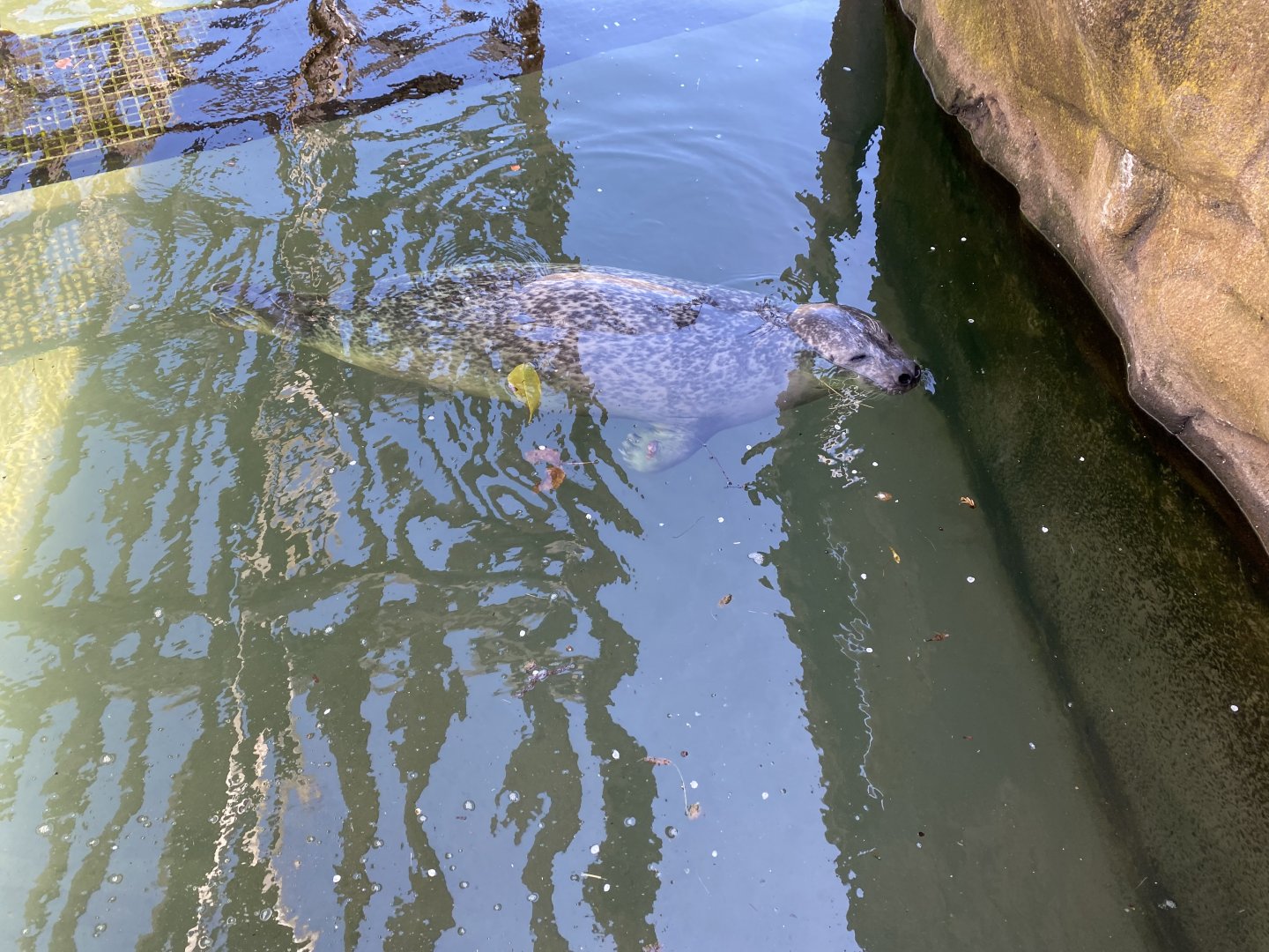 20/4/22 Harbour seal