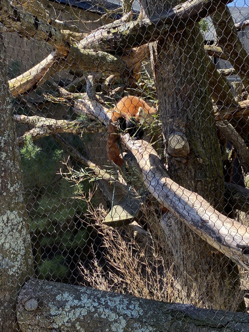 20/4/22 Red panda