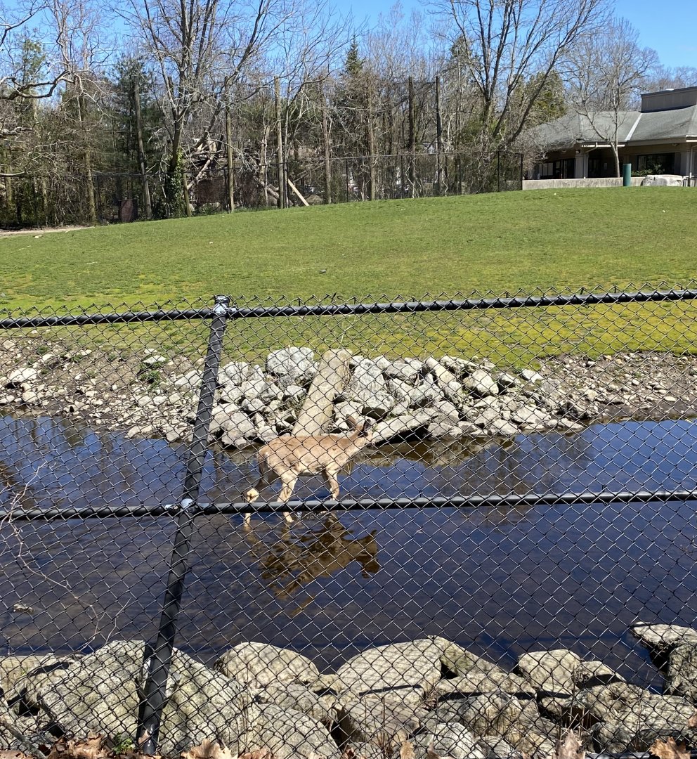 20/4/22 Wading deer