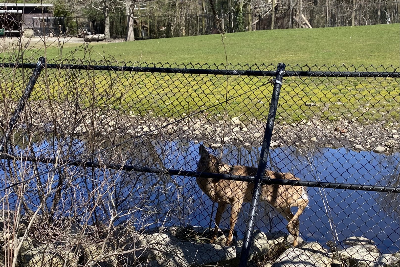 20/4/22 Whitetail deer