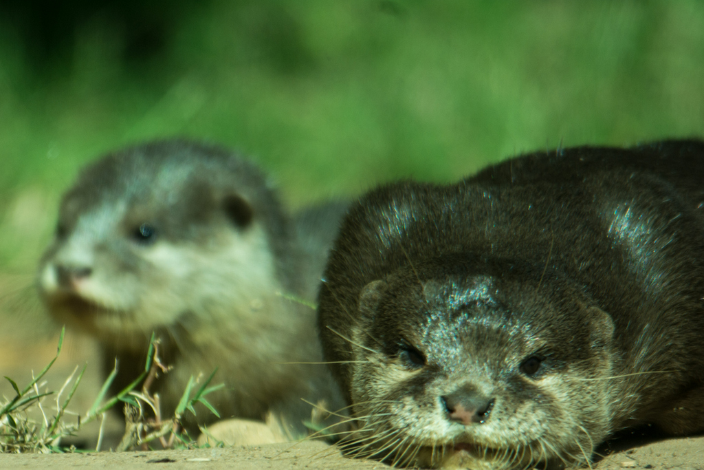 20-Asian_Small_Clawed_Otter_TWPZ_-_20140417