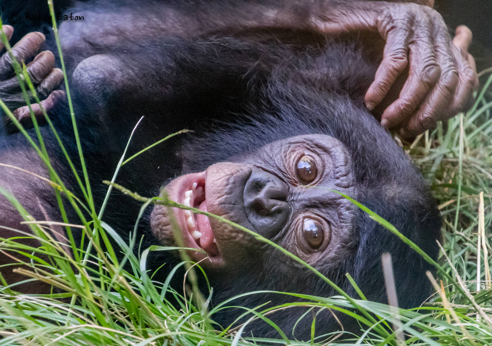 20 month old female Belle, bonobo transferred from Cincinnati