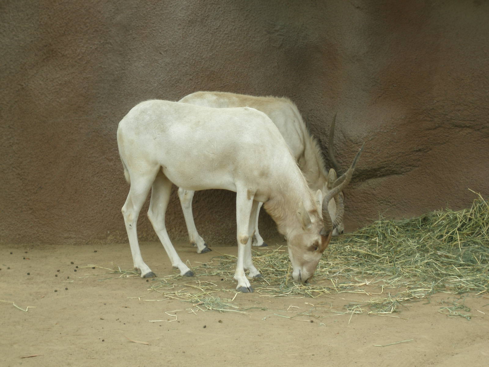 2005 -addax