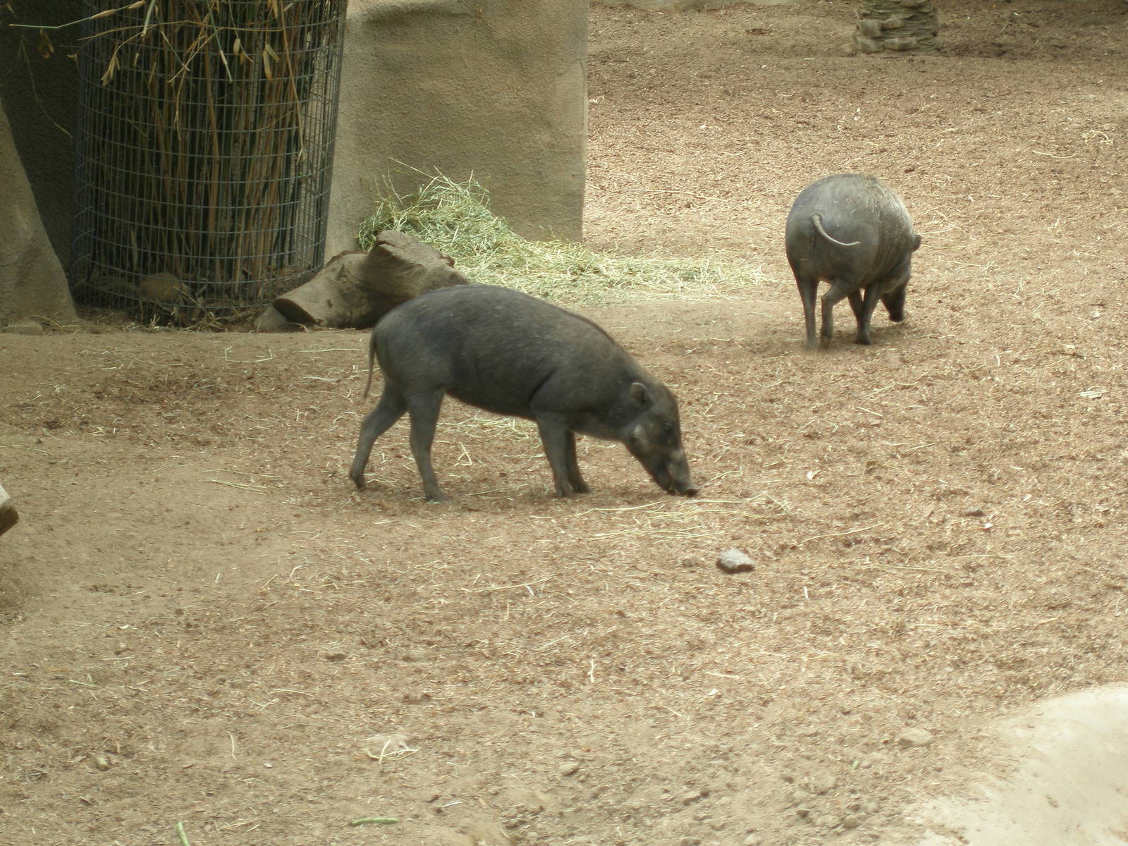 2005-visayan warty pig