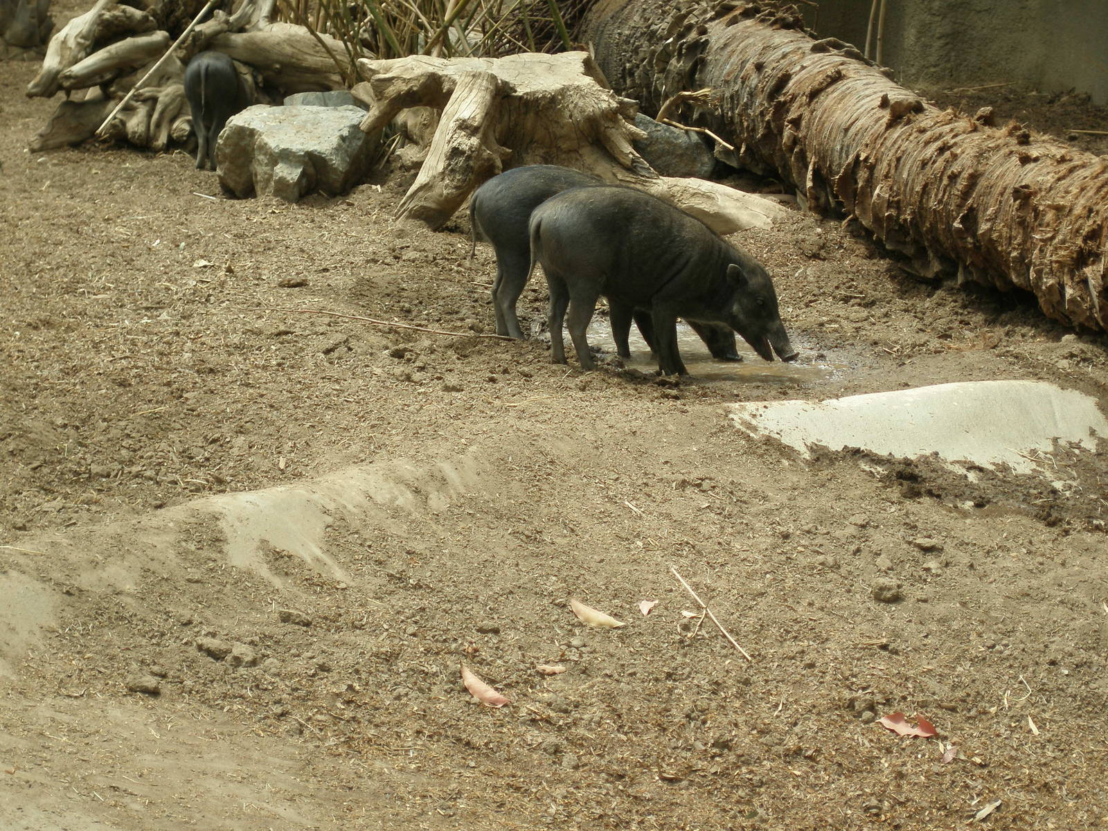 2005-visayan warty pig