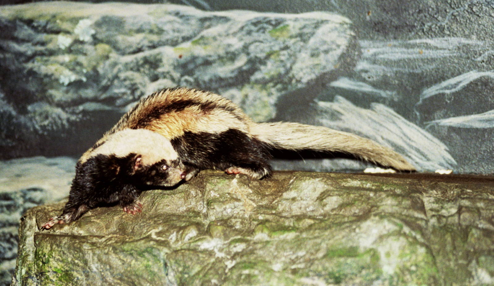 2006: Cincinnati Zoo