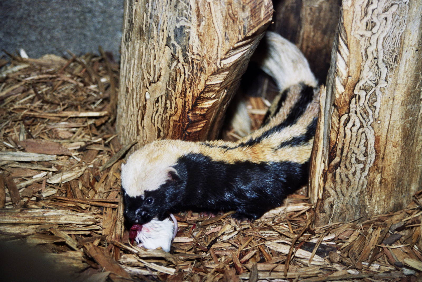 2006: Omaha's Henry Doorly Zoo