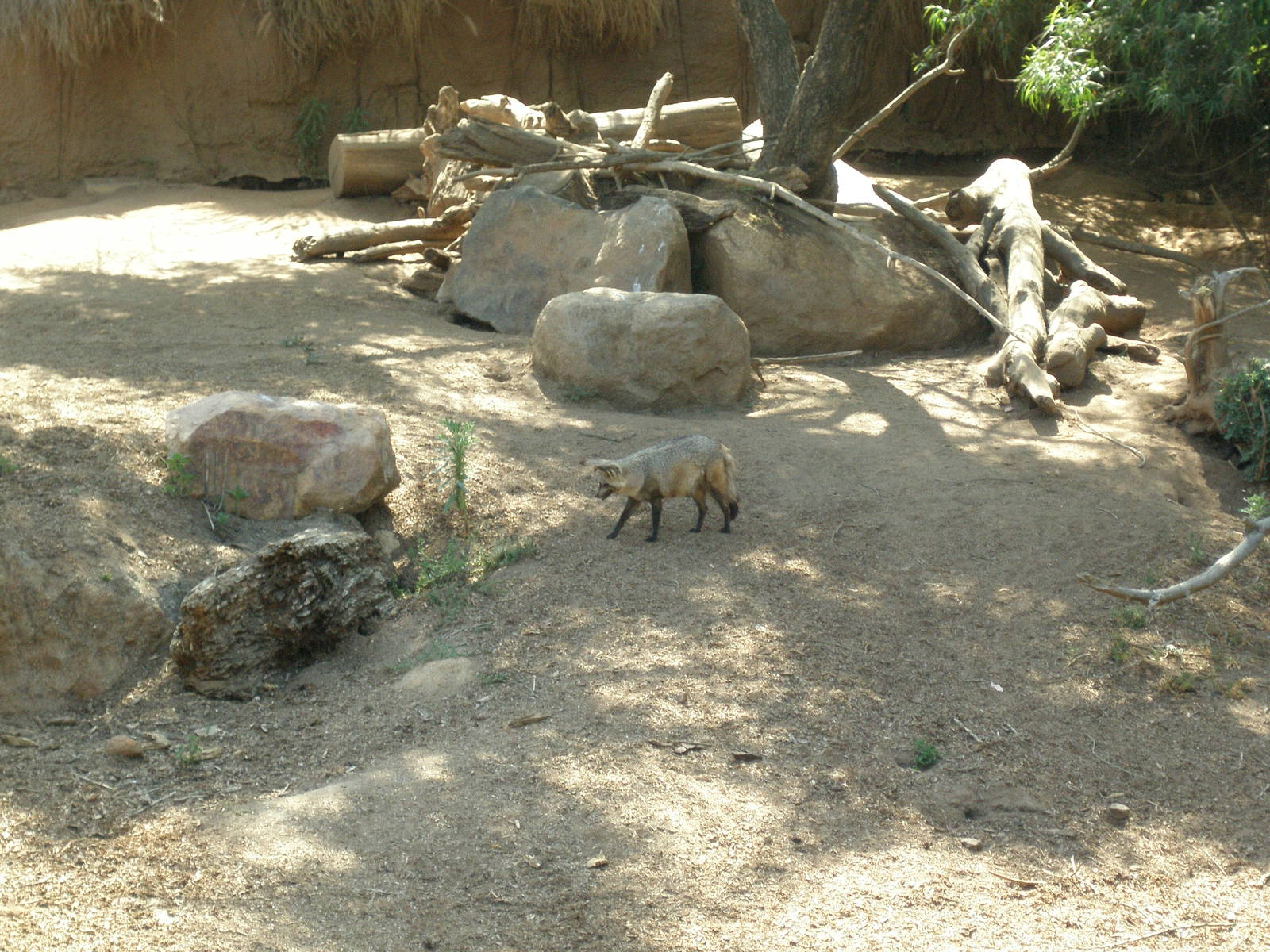 2008-bat-eared fox
