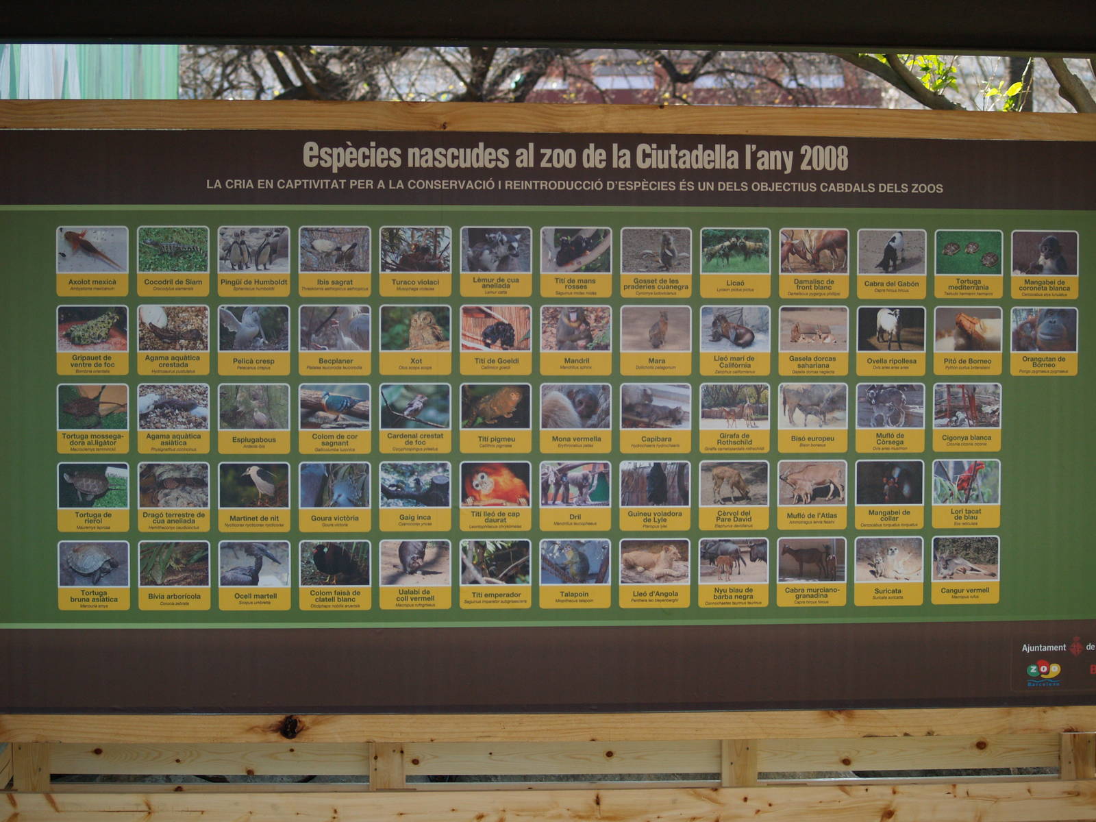 2008 Births infoboard
