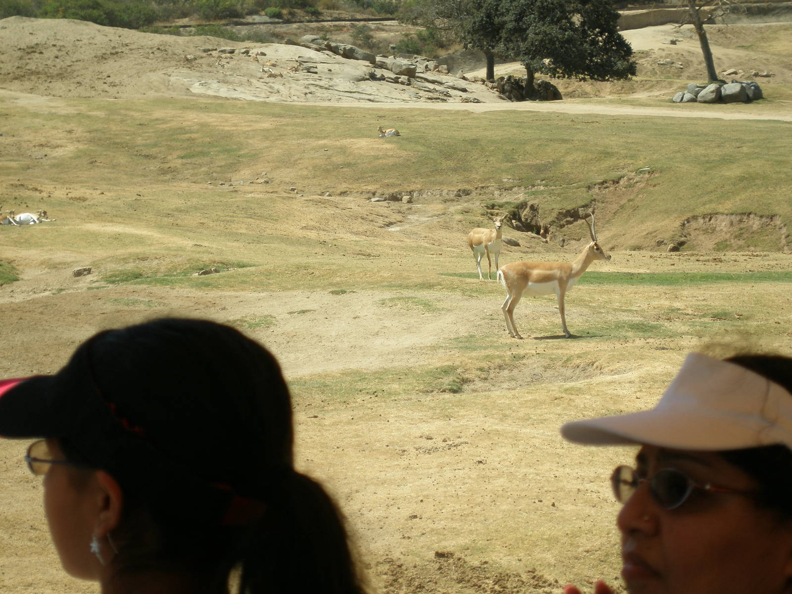 2008-blackbuck