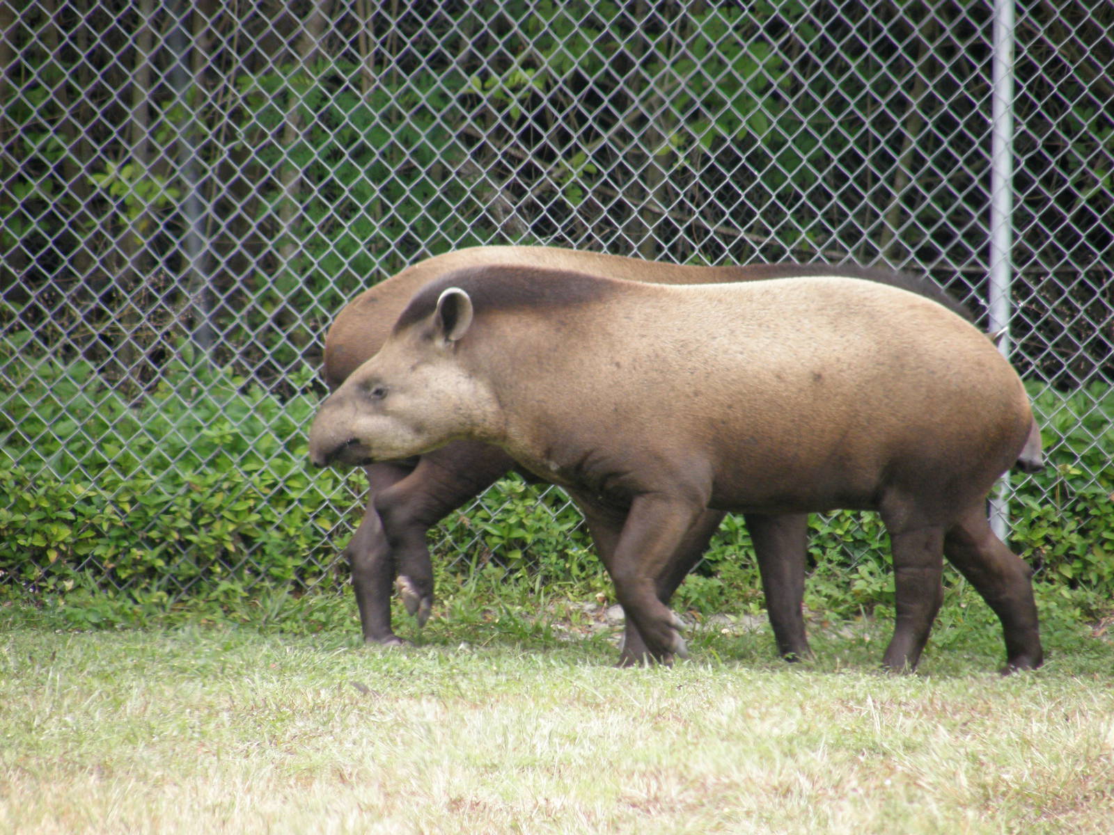 2008-brazilian tapir(i think)