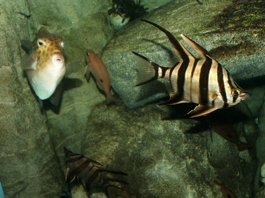 2008: Enoplosus armatus, Caesioperca lepidoptera, Anoplocapros inermis